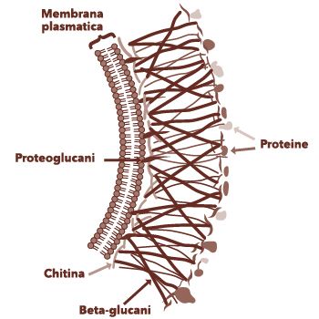 Disegno dei beta-glucani