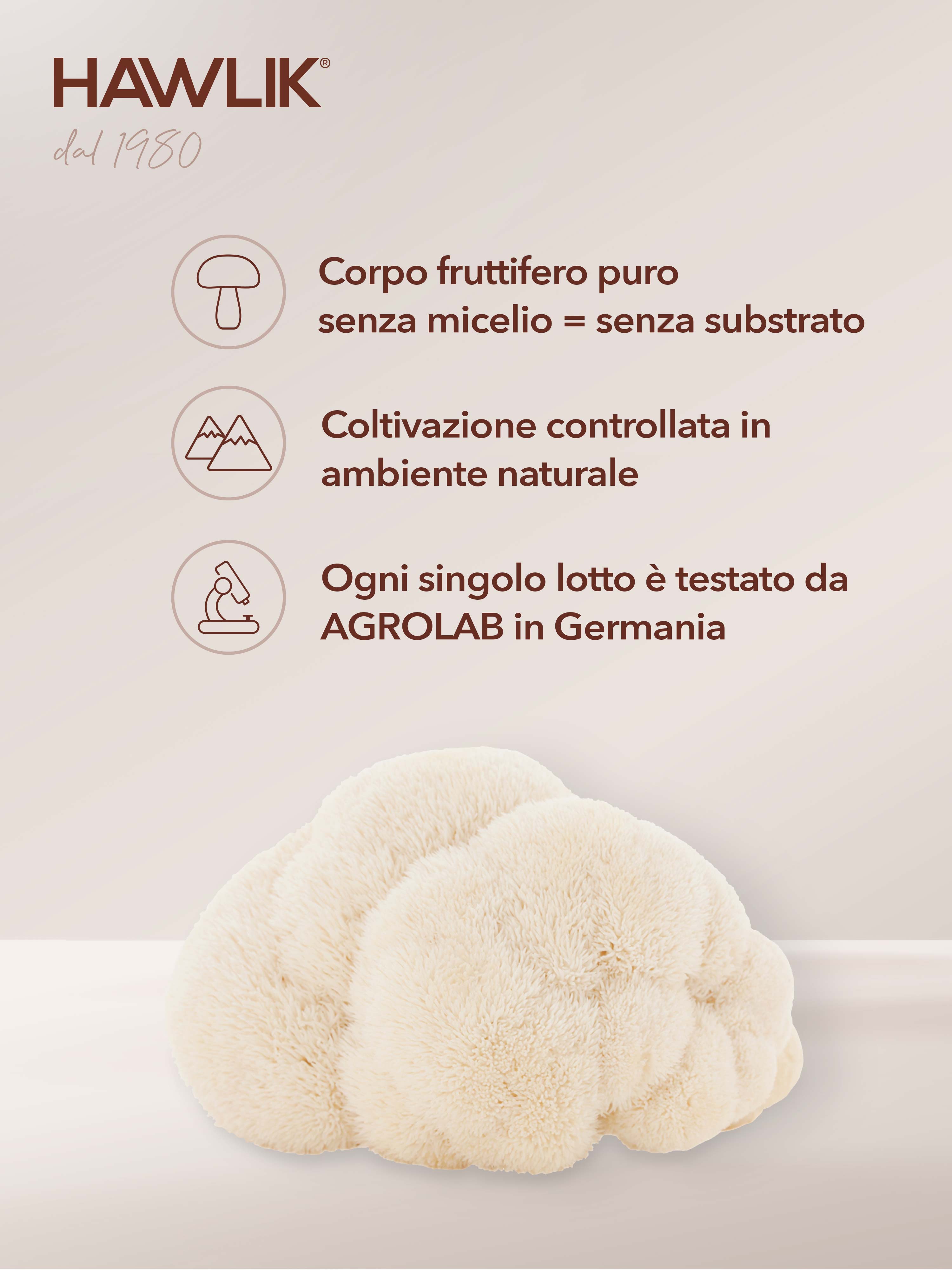 HAWLIK polvere di hericium biologico