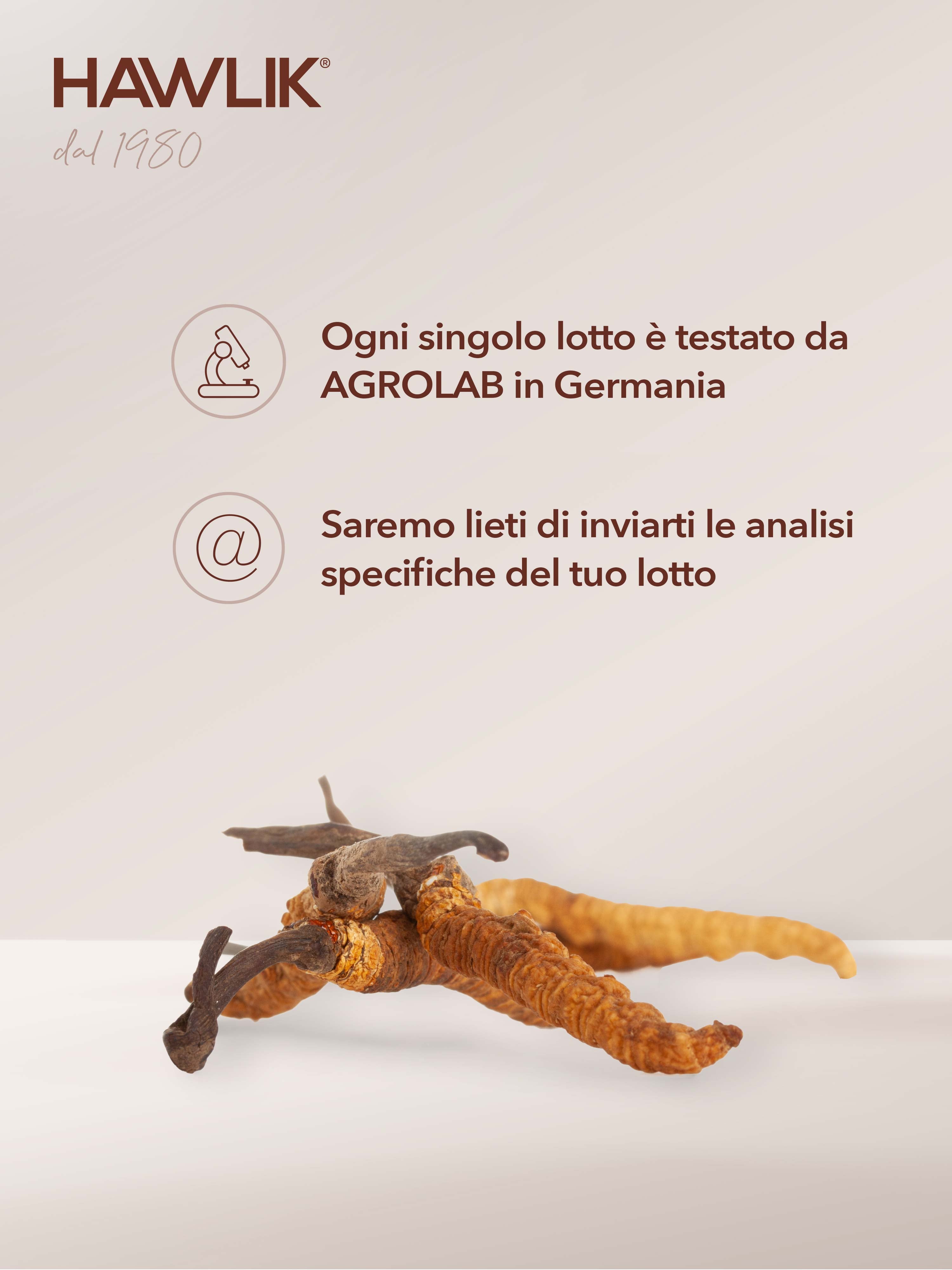 HAWLIK Cordyceps capsule in polvere